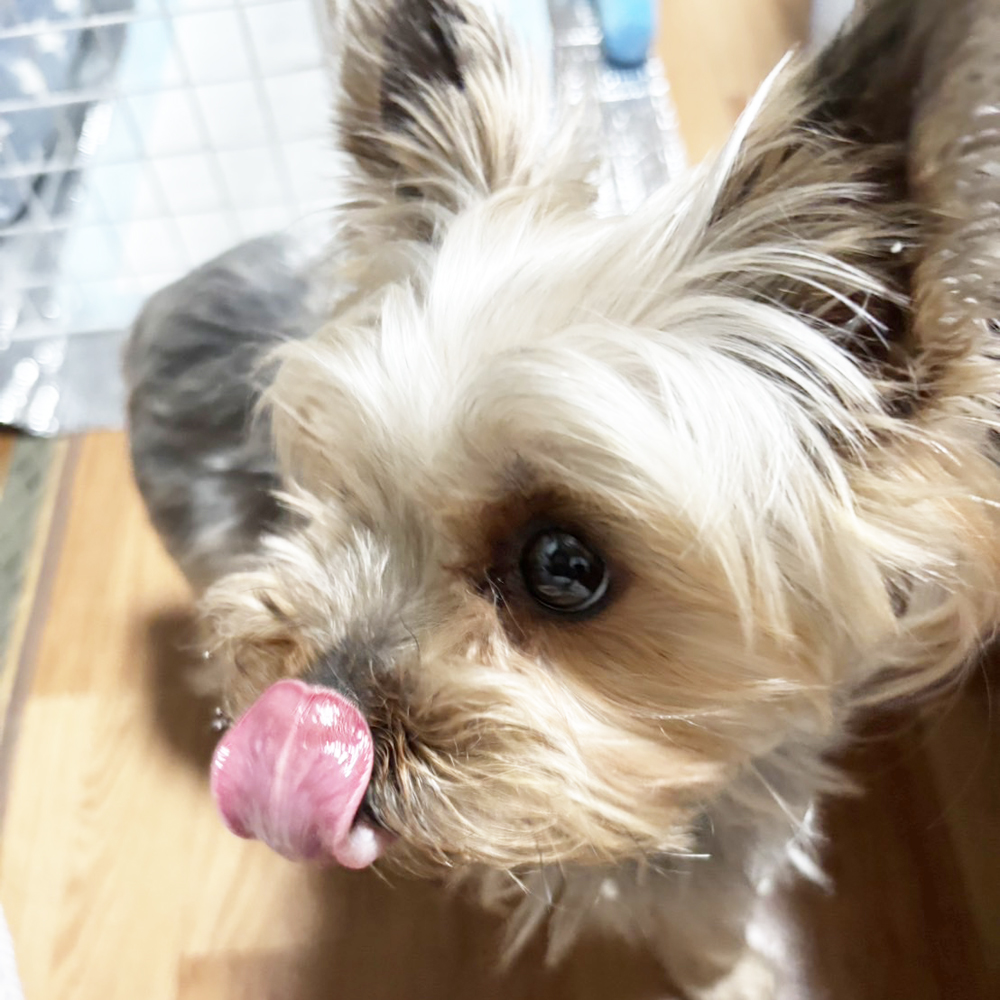 ☆卒業犬テーラーちゃんとモニカちゃんの近況☆